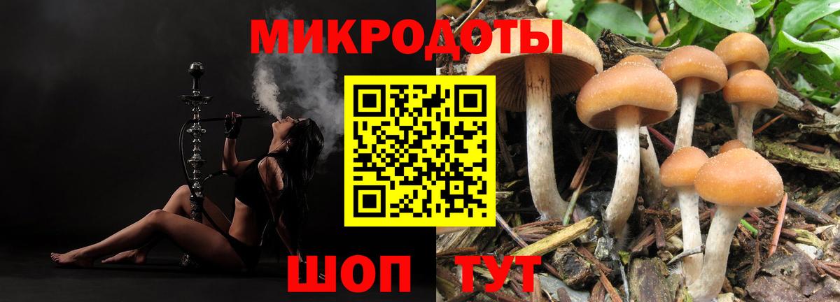 Псилоцибиновые грибы Psilocybe Краснознаменск